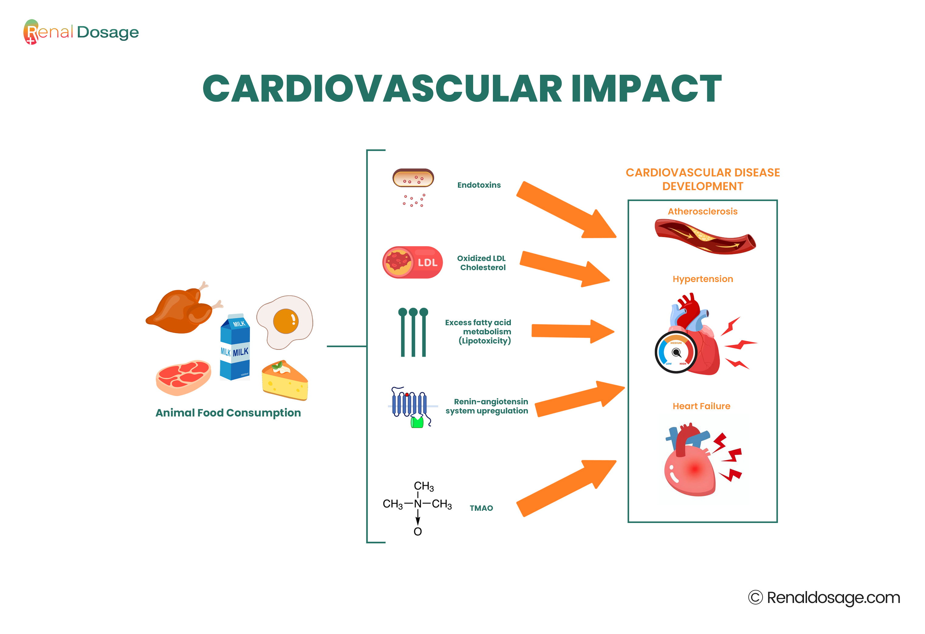 cardiovascular 